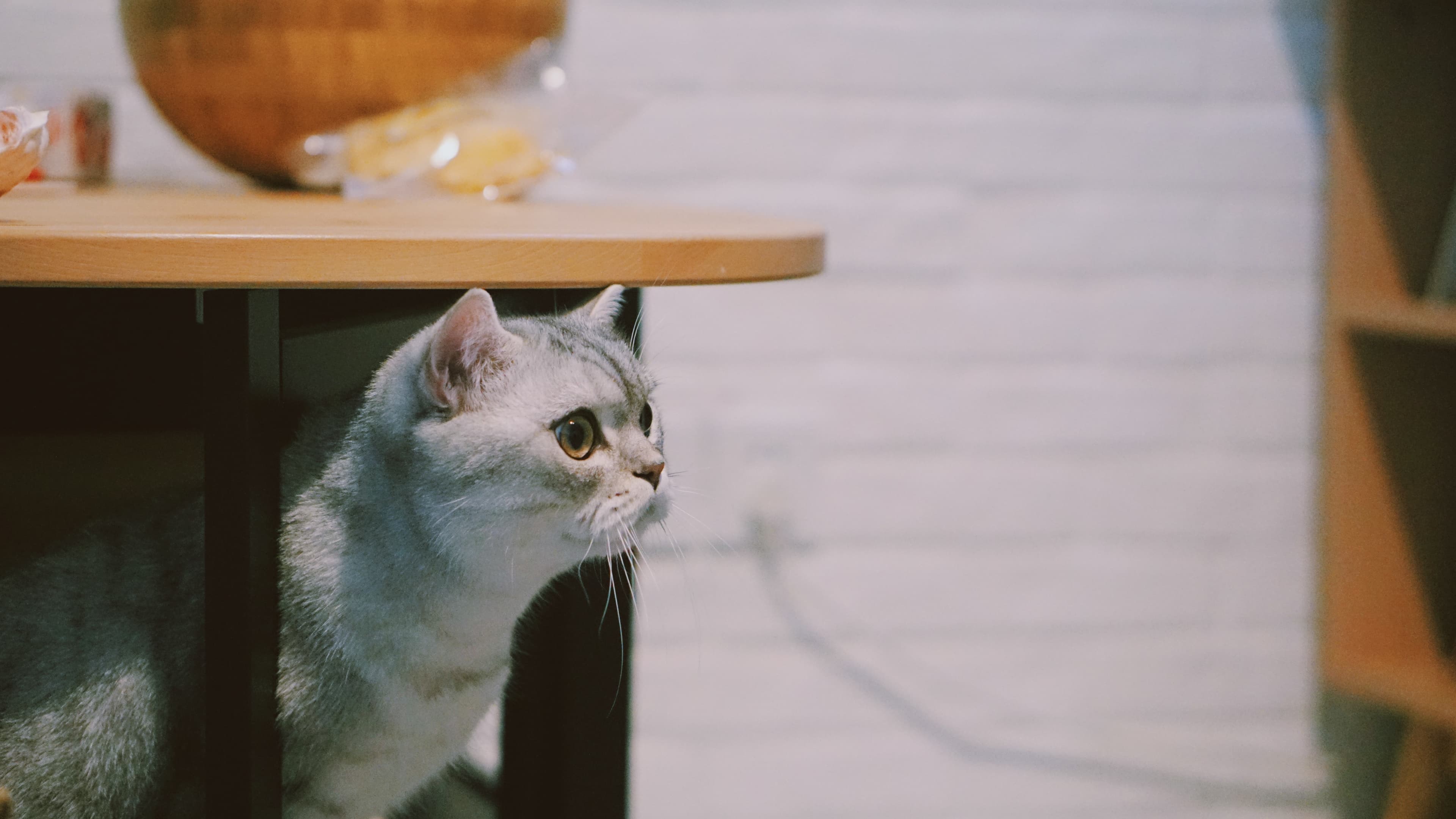 Curious Cat, Confident Home